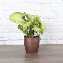 1 Pcs Assorted Butterfly Syngonium Plant - Copper Classic Pot - 4&quot; Live Plant - £40.08 GBP