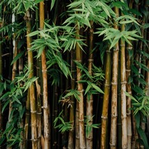 From Us Live Cutting PLANT/SPROUT Beautiful Bambusa Vulgaris (Bamboo) TP15 - £44.93 GBP
