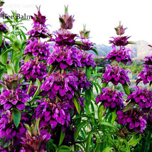 Certified Organic Lemon Bee Balm Seeds 20 Seeds Certified Organic Herbs ... - $9.97