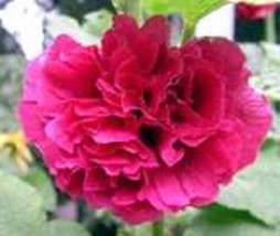 BPA 25 Seeds Scarlet Double Red Hollyhock Alcea Rosea Flower Perennial From USA - £7.91 GBP