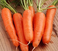 500 Seeds Carrot Shin Kuroda Heirloom Seeds For R API D Stunning Gardens - £6.61 GBP