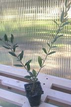 Live Plant Olive Tree &#39;Mission&#39; Olea Europaea - £27.31 GBP