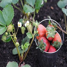 Portola Everbearing 10 Live Strawberry Plants, NON GMO, - £15.94 GBP