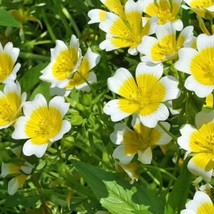 Seeds USA Seller 50 Poached Egg Flower Seeds Limnanthes Douglasii - $10.90