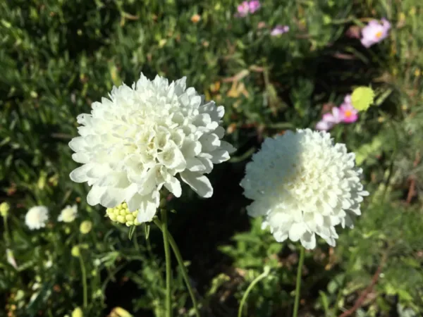 Scabiosa “Snowball” Wedding Flower Seeds Pincushion 50 Seeds Fresh Garden - £8.57 GBP