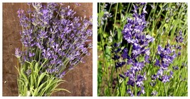 200 Seeds Lavender True English Vera Fragrant Flowers Perennial Garden - £12.86 GBP