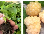 Snowbank Variety Blackberry Plant - 4 Live Starter Plants - Rubus - £51.07 GBP