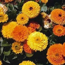 HS Calendula Pot Marigold Mix colors 100 Seeds    - $6.06