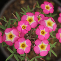 Item image 1 image 1