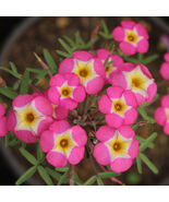 Oxalis obtusa Rose Yael Bulbs Vibrant Rose Pink Bicolor Winter Spring Bl... - $314.05 MXN