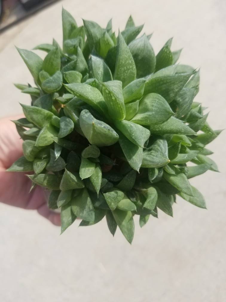 Haworthia Retusa  (5&quot; pot) - $10.99
