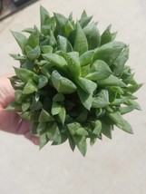 Haworthia Retusa  (5&quot; pot) - $209.21 MXN
