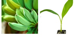 Musa acuminata × balbisiana - Ice Cream Banana &#39;Blue Java&#39; - Live Plant - £78.04 GBP