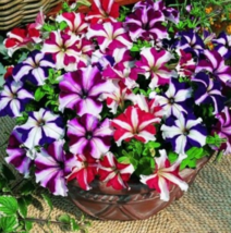 100 Pc Seeds Star Mix Petunia Flower, Dianthus Caryophyllaceae Seeds | RK - £13.21 GBP