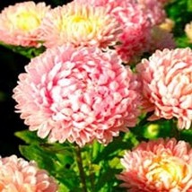 SEPTH Aster - Peony Duchess- Pink- 50 Seeds- BOGO 50% off SALE - $6.06