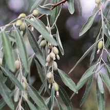 Rare Silver Olive Tree Seeds x5 - Heirloom European Variety - Perfect for Patio  - £2.80 GBP