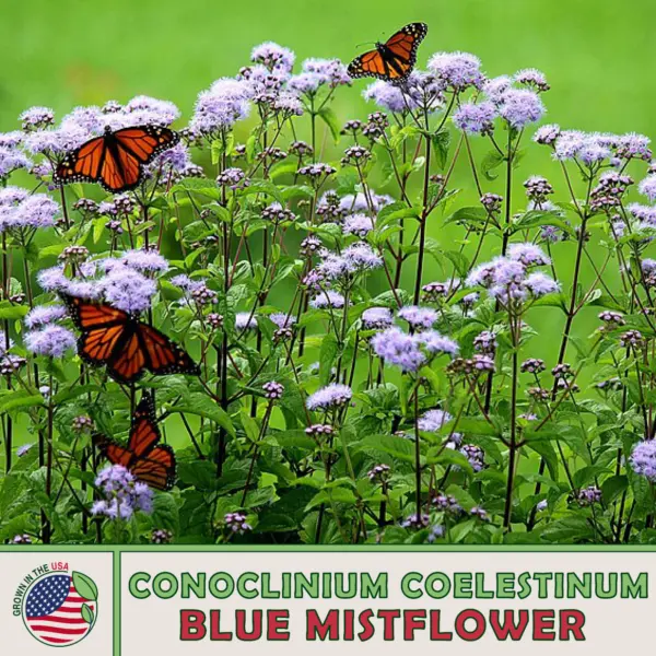 100 Wild Florida Mistflower Seeds Conoclinium Coelestinum Pollinator Att... - $11.98