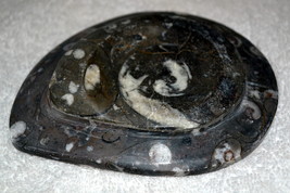Natural Fossil Trinket Dish, T 1281, Orthoceras tray, vintage trinket dish - $16.35