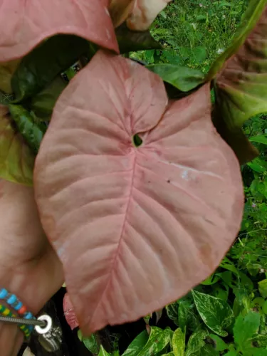 Pink Syngonium Podophyllum Arrowhead Plant Live Houseplant Fast Shipping - $15.05