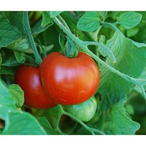 USA Seller Sub Arctic Plenty Tomato Seeds Organic - $3.96