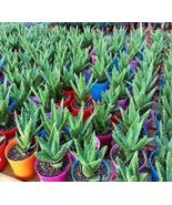 50 seeds Green Aloe Vera Plants - £12.75 GBP