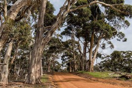 Eucalyptus globulus seeds, Tasmanian blue gum southern grain - £3.15 GBP+