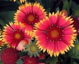 Thjar 30+ Gaillardia Bijou Flower Seeds / Perennial - £5.51 GBP