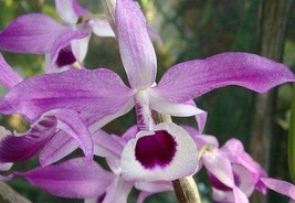 Dendrobium lituiflorum orchid - £3.10 GBP