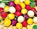 Crayon Colors Mix Radish Seeds Non-Gmo  100 Seeds  Fast Shipping - $7.99