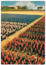 Netherlands Postcard Holland In Bloom Tulips - £1.63 GBP