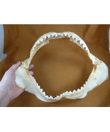 (sj470-107) 13-3/4" Tiger SHARK jaw sharks t**th Galeocerdo taxidermy sc... - €479,48 EUR (sj470-107) 13-3/4" Tiger SHARK jaw sharks t**th Galeocerdo taxidermy sc... - €479,48 EUR