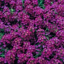 USA Seller 2000 Alyssum Seeds Wonderland Deep Purple Ground Cover Seeds ... - $27.20