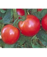 50+ Bradley Tomato Seeds NON-GMO  Tomato Seeds Fresh Heirloom Free Shipp... - €2,00 EUR