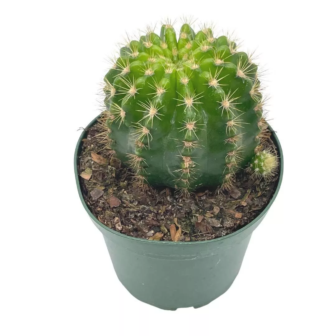 Lemon Barrel Cactus 4 in E ininopsis Calo inlora - $40.62