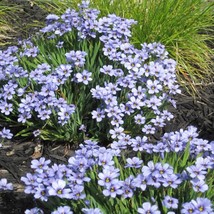 USA SELLER New 200 Blue Eyed Grass Western Or Californian Sisyrinchium Bellum Fl - $14.90