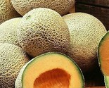 Delicious 51 Cantaloupe Seeds 50 Melon Fruit Summer Gardening Fast Shipping - £7.20 GBP