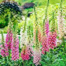 Foxglove Mixed Yellow White Pink Chocolate Mixed Perennial Flower Seeds, 200 see - £7.21 GBP