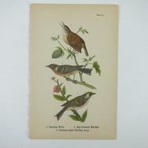 Bird Litho Print Carolina Wren Bay-breasted Warbler Chestnut-sided Antique 1890 - £15.65 GBP