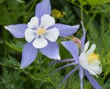 Columbine (Aquilegia Caerulea) Blue Star 50 Flower Seeds - £6.39 GBP