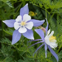 Columbine (Aquilegia Caerulea) Blue Star 50 Flower Seeds - $7.98