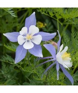 Columbine (Aquilegia Caerulea) Blue Star 50 Flower Seeds - £6.25 GBP