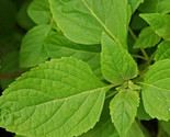 Clove Scented Basil Seeds 300 Annual Garden Herb Spice Aromatic Fast Shi... - $8.99