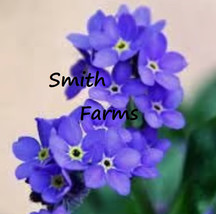 PWO 25+ Seeds Purple Forget Me Not Flowers Beautiful Fast Growing Groundcover - £4.70 GBP