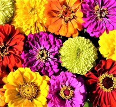 Confetti Zinnia Seed Mix 100 Seeds Nongmo 4 Get From US - £6.58 GBP