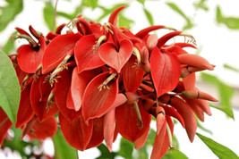 Erythrina Arborescens, rare red Sunshine Coral Tree tropical fresh seed 10 seeds - £7.09 GBP