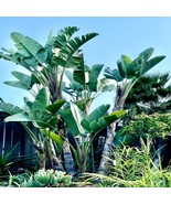 Giant White Bird Of Paradise Seeds (Strelitzia Nicolai) Tropical Flower Plant - $299.09 MXN