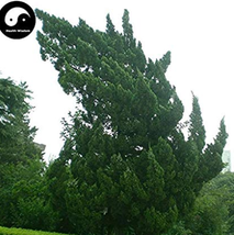 Juniperus Chinensis Tree Semente 120 pcs Plant Chinese Dragon Arborvitae Tree FR - £6.85 GBP