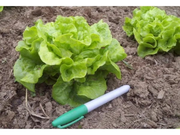 Tom Thumb Leaf Lettuce Ez To Grow 50 Seeds Fresh Garden - £5.33 GBP