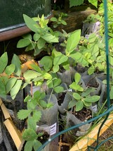 Honeyberries ‘Indigo Gem’ &amp; ‘Tundra’ (Lonicera caerulea var.edulis) - £44.06 GBP