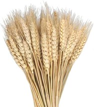 Mhmjon 100 Pcs Dried Wheat Sheaves Bundle Golden Natural Wheat Bouquet Bunch - £23.69 GBP